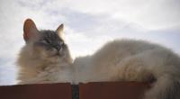 Contemplating Cat�